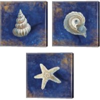Framed 'Treasures from the Sea Indigo 3 Piece Canvas Print Set' border=