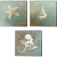 Framed 'Treasures from the Sea 3 Piece Canvas Print Set' border=