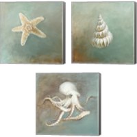 Framed Treasures from the Sea 3 Piece Canvas Print Set