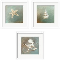 Framed Treasures from the Sea 3 Piece Framed Art Print Set