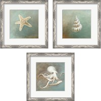 Framed 'Treasures from the Sea 3 Piece Framed Art Print Set' border=