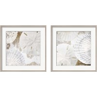 Framed White Shells 2 Piece Framed Art Print Set