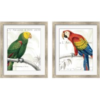 Framed 'Parrot Botanique 2 Piece Framed Art Print Set' border=