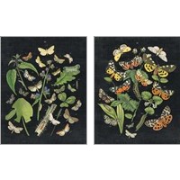 Framed Butterfly Bouquet on Black 2 Piece Art Print Set