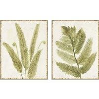Framed 'Forest Ferns 2 Piece Art Print Set' border=