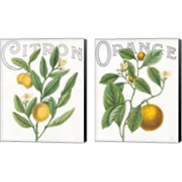 Framed 'Classic Citrus 2 Piece Canvas Print Set' border=