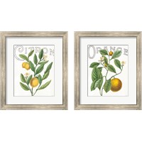 Framed 'Classic Citrus 2 Piece Framed Art Print Set' border=