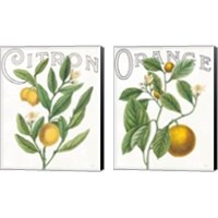 Framed 'Classic Citrus 2 Piece Canvas Print Set' border=
