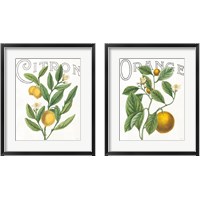 Framed 'Classic Citrus 2 Piece Framed Art Print Set' border=