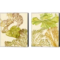 Framed 'Vintage Seaweed Collection 2 Piece Canvas Print Set' border=