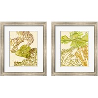 Framed 'Vintage Seaweed Collection 2 Piece Framed Art Print Set' border=