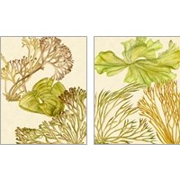 Framed 'Vintage Seaweed Collection 2 Piece Art Print Set' border=