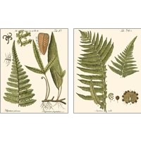 Framed 'Small Antique Fern 2 Piece Art Print Set' border=