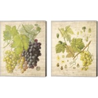 Framed Grapevine  2 Piece Canvas Print Set