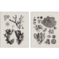 Framed 'Coral Specimen 2 Piece Art Print Set' border=