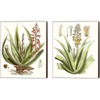 Framed 'Antique Aloe 2 Piece Canvas Print Set' border=