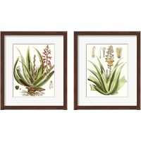 Framed Antique Aloe 2 Piece Framed Art Print Set