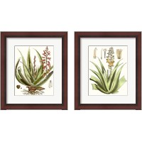 Framed 'Antique Aloe 2 Piece Framed Art Print Set' border=