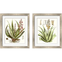 Framed 'Antique Aloe 2 Piece Framed Art Print Set' border=