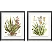 Framed 'Antique Aloe 2 Piece Framed Art Print Set' border=