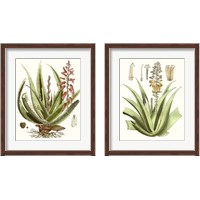 Framed Antique Aloe 2 Piece Framed Art Print Set