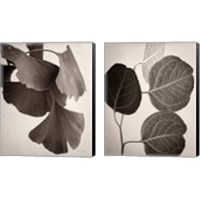 Framed 'Eucalyptus Sepia 2 Piece Canvas Print Set' border=