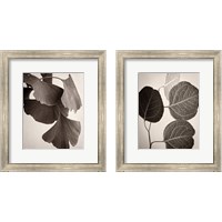 Framed Eucalyptus Sepia 2 Piece Framed Art Print Set