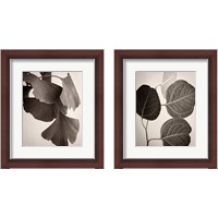 Framed 'Eucalyptus Sepia 2 Piece Framed Art Print Set' border=