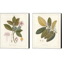 Framed Botanical Gardenia 2 Piece Canvas Print Set