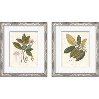 Framed 'Botanical Gardenia 2 Piece Framed Art Print Set' border=