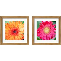 Framed Mixed Gerbera 2 Piece Framed Art Print Set