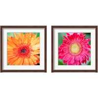 Framed 'Mixed Gerbera 2 Piece Framed Art Print Set' border=