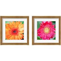 Framed 'Mixed Gerbera 2 Piece Framed Art Print Set' border=