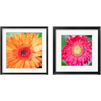 Framed Mixed Gerbera 2 Piece Framed Art Print Set