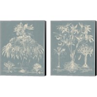 Framed 'Delicate Besler Botanical  2 Piece Canvas Print Set' border=