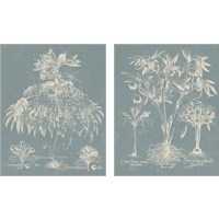 Framed Delicate Besler Botanical  2 Piece Art Print Set