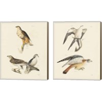 Framed 'Birds of Prey 2 Piece Canvas Print Set' border=