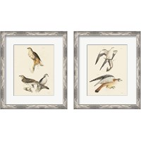 Framed Birds of Prey 2 Piece Framed Art Print Set