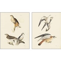 Framed Birds of Prey 2 Piece Art Print Set