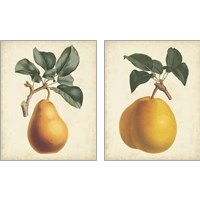 Framed 'Antique Pear Botanical 2 Piece Art Print Set' border=