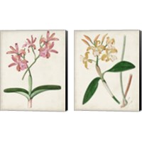 Framed 'Orchid Pair 2 Piece Canvas Print Set' border=