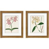 Framed Orchid Pair 2 Piece Framed Art Print Set