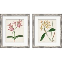 Framed 'Orchid Pair 2 Piece Framed Art Print Set' border=