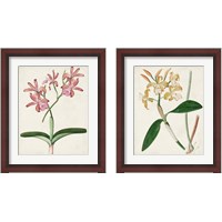 Framed 'Orchid Pair 2 Piece Framed Art Print Set' border=