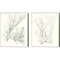Framed 'Sage Green Seaweed 2 Piece Canvas Print Set' border=