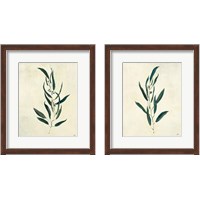 Framed Botanical Study 2 Piece Framed Art Print Set