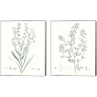Framed 'Botanical Study in Sage 2 Piece Canvas Print Set' border=