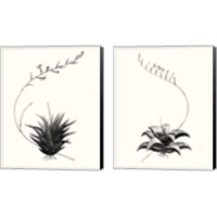 Framed 'Graphic Succulents 2 Piece Canvas Print Set' border=