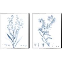 Framed Antique Botanical in Blue 2 Piece Canvas Print Set