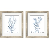 Framed Antique Botanical in Blue 2 Piece Framed Art Print Set